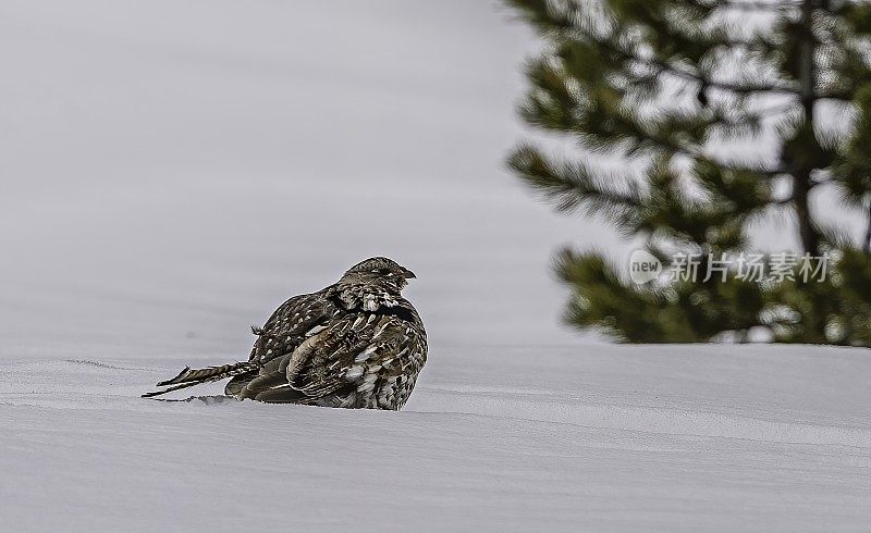 皱褶松鸡(Bonasa umbellus)住在黄石国家公园的冬天坐在雪地上。